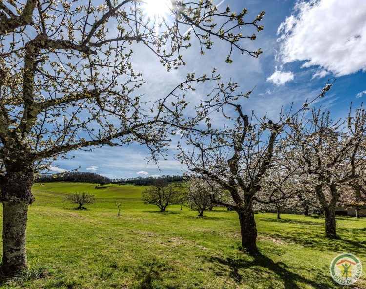 Verger de la propriété en hiver sous le ciel bleu, marche méditative à Castelculier près d'Agen