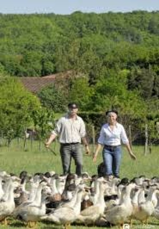 le musée du foie gras, une expérience à vivre