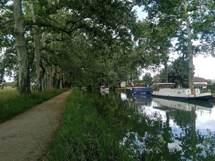 Voie verte du canal de Garonne bordée de platanes, péniches amarrées à Malause, itinéraire du canal des 2 mers à vélo